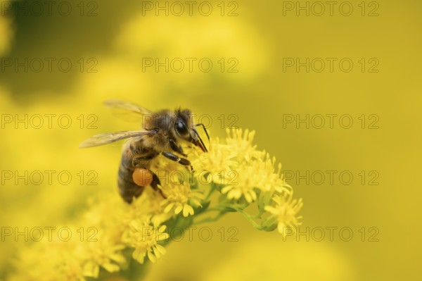 European honey bee (Apis mellifera) adult insect feeding on a garden yellow Golden rod flower in