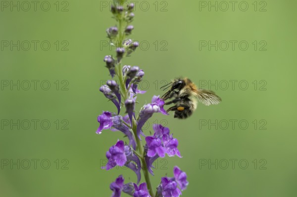 Common carder bumblebee (Bombus pascuorum) adult bee insect feeding on a garden Toadflax flower in