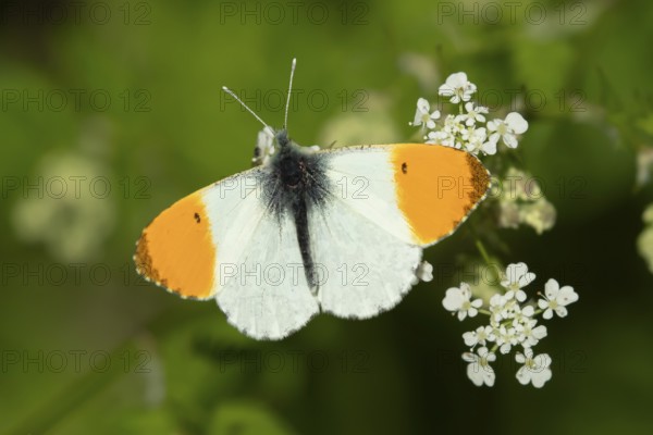 Orange tip butterfly (Anthocharis cardamines) adult insect feeding on a garden white Garlic mustard