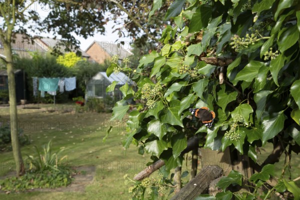 Red admiral butterfly (Vanessa atalanta) adult insect feeding on garden Ivy flowers in autumn,