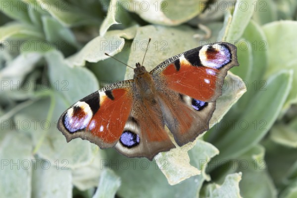 Peacock butterfly (Aglais io) adult insect resting on a garden plant leaf in summer, England,