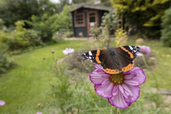 Red admiral butterfly (Vanessa atalanta) adult insect feeding on a garden Cosmos flower in summer,