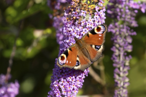 Peacock butterfly (Aglais io) adult insect feeding on garden purple Buddleia or Buddleja flowers in