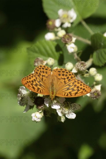 Silver-washed fritillary butterfly (Argynnis paphia) adult insect feeding on bramble flowers in