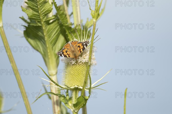 Painted lady butterfly (Vanessa cardui) adult insect feeding on a Teasel flower in summer, England,