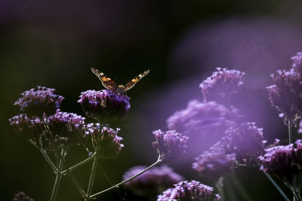 Painted lady butterfly (Vanessa cardui) adult insect feeding on garden Verbena bonariensis flowers