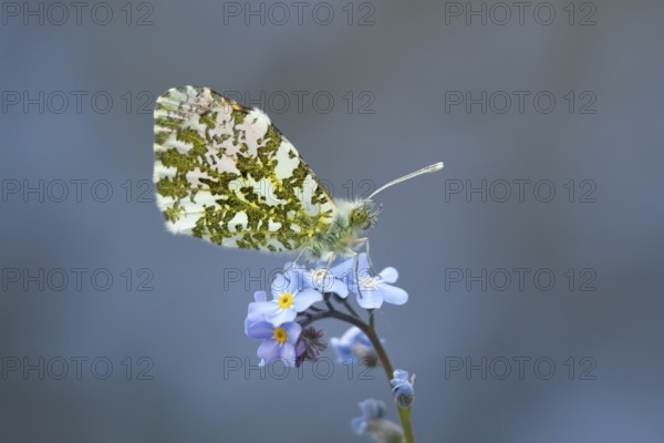 Orange tip butterfly (Anthocharis cardamines) adult insect on a garden blue Forget-me-not flower in