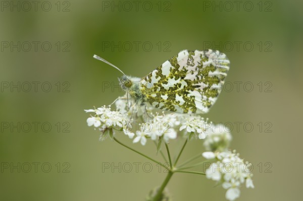 Orange tip butterfly (Anthocharis cardamines) adult insect on a garden white flower in spring,