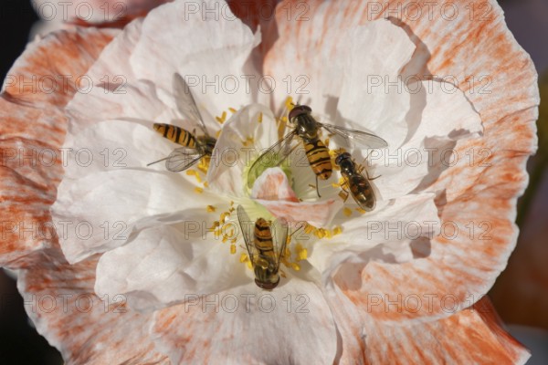 Common hoverfly (Eupeodes corollae) four adult insects feeding on a garden poppy flower in summer,