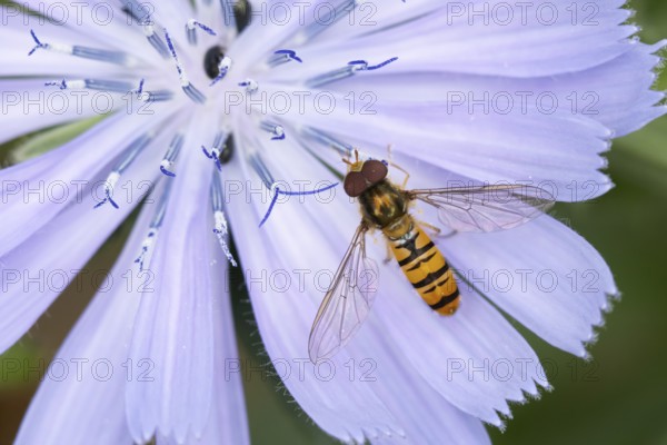 Common hoverfly (Eupeodes corollae) adult insect feeding on a garden Chicory flower in summer,