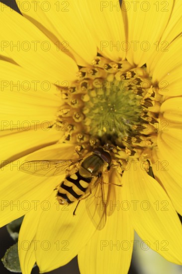Common hoverfly (Eupeodes corollae) adult insect feeding on a garden yellow sunflower flower in