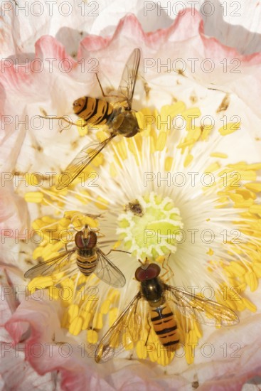Common hoverfly (Eupeodes corollae) three adult insects feeding on a garden poppy flower in summer,