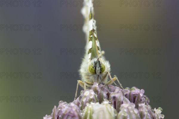 Orange tip butterfly (Anthocharis cardamines) adult insect resting on a garden Allium flower bud in