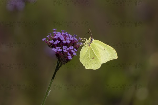 Brimstone butterfly (Gonepteryx rhamni) adult insect feeding on garden Verbena bonariensis flowers