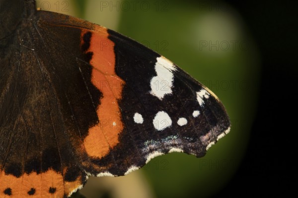 Red admiral butterfly (Vanessa atalanta) adult insect close up of a single wing in summer, England,