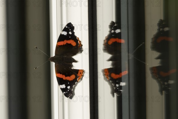Red admiral butterfly (Vanessa atalanta) adult insect resting on a house conservatory window frame