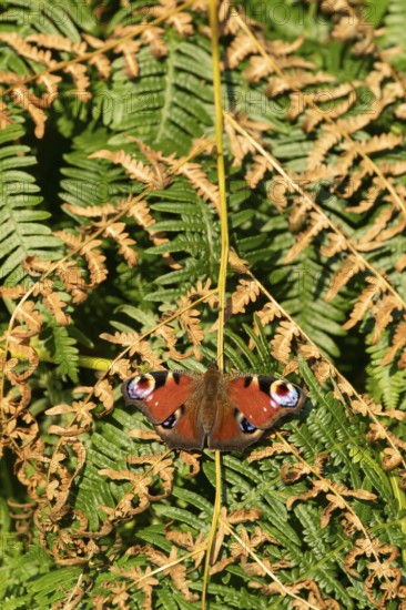 Peacock butterfly (Aglais io) adult insect resting on Bracken fronds in summer, England, United