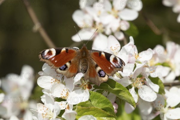 Peacock butterfly (Aglais io) adult insect feeding on fruit tree blossom flowers in spring,