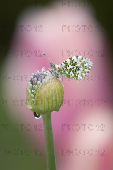 Orange tip butterfly (Anthocharis cardamines) adult insect resting on a garden Allium flower bud in