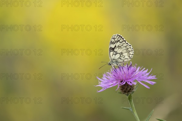 Marbled white butterfly (Melanargia galathea) adult insect feeding on a Knapweed flower in summer,