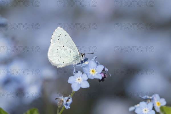 Holly blue butterfly (Celastrina argiolus) adult insect feeding on a garden Forget-me-not flower in
