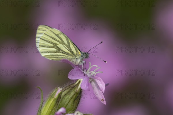 Green-veined white butterfly (Pieris napi) adult insect resting on a Red campion flower in spring,