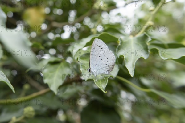Holly blue butterfly (Celastrina argiolus) adult insect resting on a Holly tree leaf in summer,