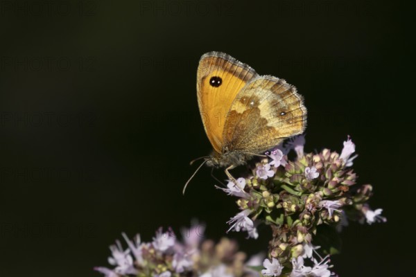 Gatekeeper butterfly (Pyronia tithonus) adult insect feeding on garden Wild marjoram or Oregano