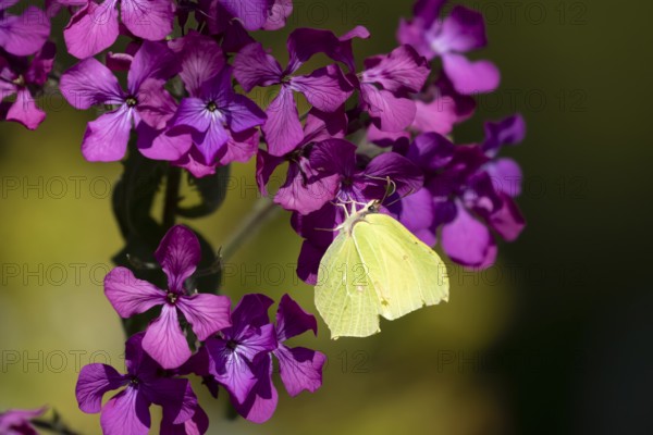 Brimstone butterfly (Gonepteryx rhamni) adult insect feeding on a garden purple Honesty flower in