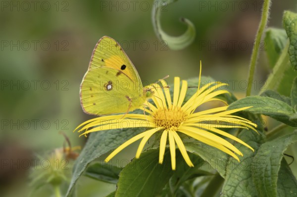 Clouded yellow butterfly (Colias croceus) adult insect feeding on a yellow garden flower in summer,