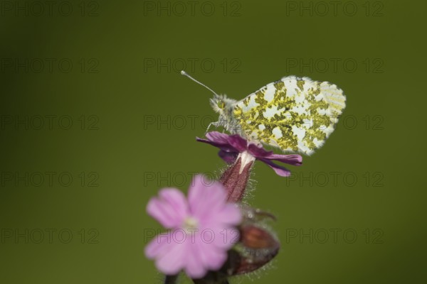 Orange tip butterfly (Anthocharis cardamines) adult insect on a garden Red campion flower in