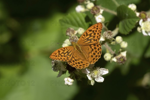 Silver-washed fritillary butterfly (Argynnis paphia) adult insect feeding on bramble flowers in