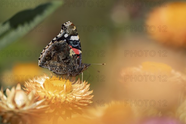 Red admiral butterfly (Vanessa atalanta) adult insect feeding on a garden Strawflower flower in