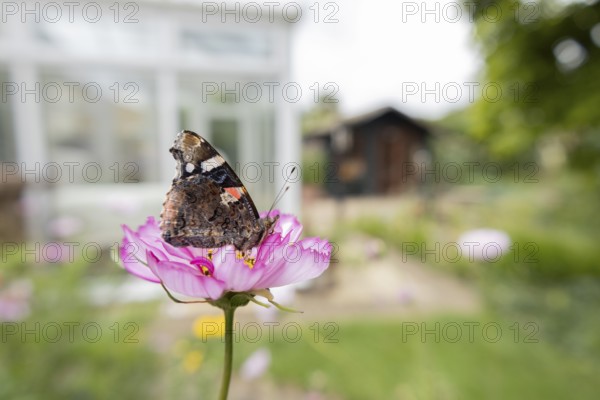 Red admiral butterfly (Vanessa atalanta) adult insect feeding on a garden Cosmos flower with an