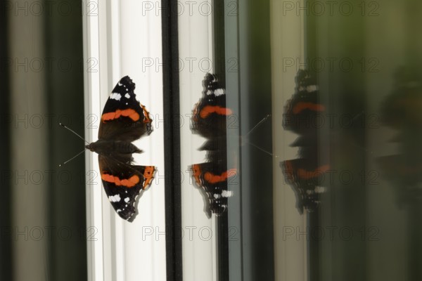 Red admiral butterfly (Vanessa atalanta) adult insect resting on a house conservatory window frame
