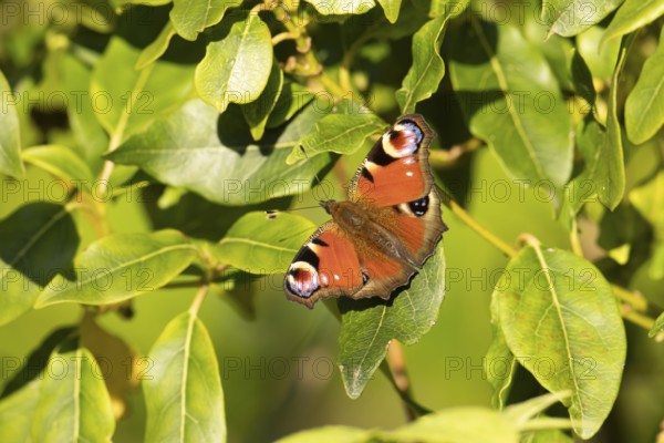 Peacock butterfly (Aglais io) adult insect resting on a garden plant tree leaf in summer, England,