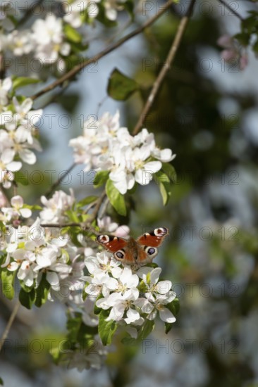 Peacock butterfly (Aglais io) adult insect feeding on fruit tree blossom flowers in spring,