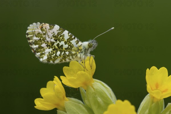 Orange tip butterfly (Anthocharis cardamines) adult insect feeding on a Cowslip flower in spring,