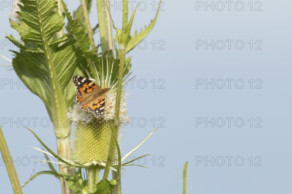 Painted lady butterfly (Vanessa cardui) adult insect feeding on a Teasel flower in summer, England,