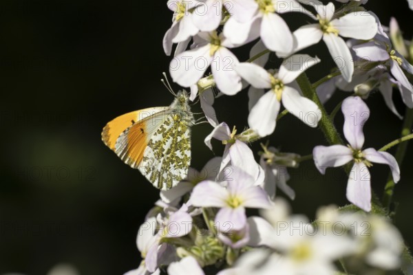 Orange tip butterfly (Anthocharis cardamines) adult insect feeding on a garden white Honesty flower