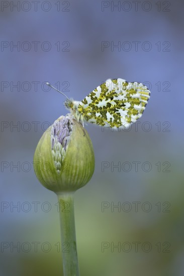 Orange tip butterfly (Anthocharis cardamines) adult insect resting on a garden Allium flower bud in