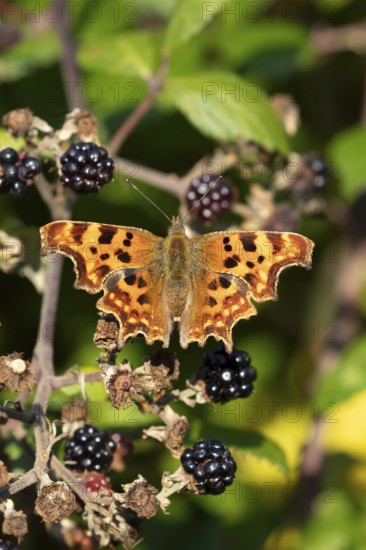 Comma butterfly (Polygonia c-album) adult insect on a blackberry fruit in autumn, England, United