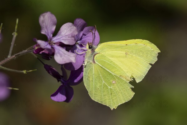 Brimstone butterfly (Gonepteryx rhamni) adult insect feeding on a garden purple Honesty flower in