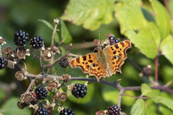 Comma butterfly (Polygonia c-album) adult insect on a blackberry fruit in autumn, England, United