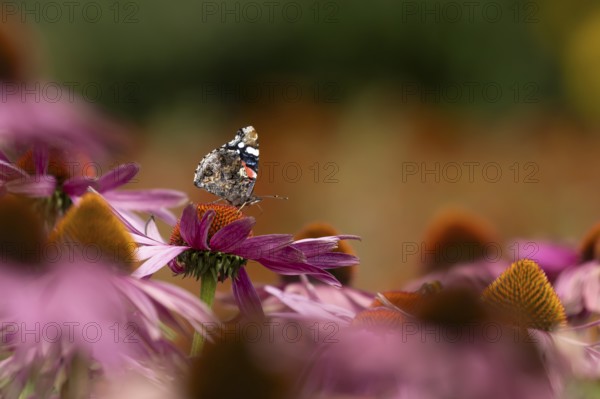 Red admiral butterfly (Vanessa atalanta) adult insect feeding on a garden purple Coneflower