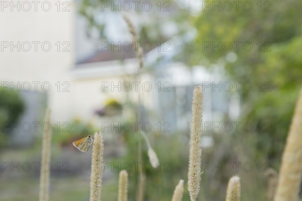 Large skipper butterfly (Ochlodes sylvanus) adult insect resting on a garden grass seed head with