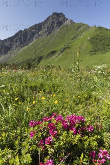Alpine rose blossom, panorama from the Fellhorn, behind it the pulpit wall, 2, 058 m, a border
