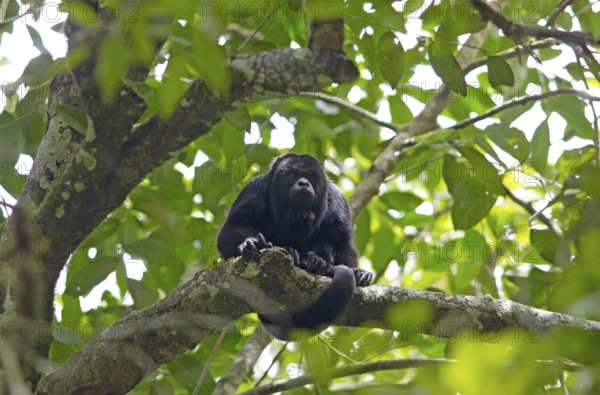 Howler monkey (Alouatta) in the Yaxha-Nakum-Naranjo National Park, Biósfera Maya nature reserve,