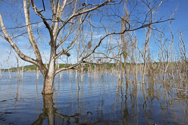 Dead trees in Lake Yaxha, Yaxha-Nakum-Naranjo National Park, Biósfera Maya Nature Reserve,
