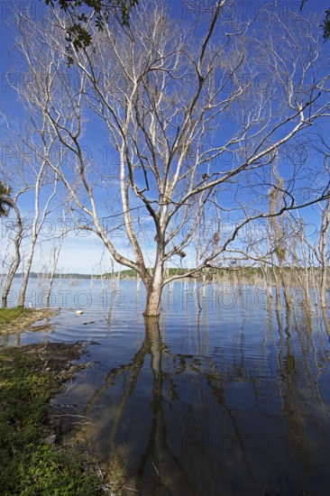 Dead trees in Lake Yaxha, Yaxha-Nakum-Naranjo National Park, Biósfera Maya Nature Reserve,